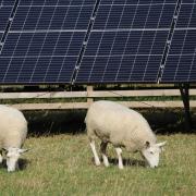 Sheep next to solar panels on a farm, stock image.
