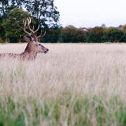 Deer in a field, stock image.