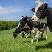 Holstein cows, stock image.
