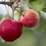 Apples at at Myrtle Farm, in Sandford, Somerset.