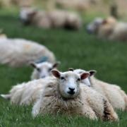 'Multiple sheep worrying cases have been reported.' Picture: Avon & Somerset Police