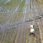 Brussels sprouts are harvested in a flooded field at TH Clements and Son Ltd near Boston, Lincolnshire.