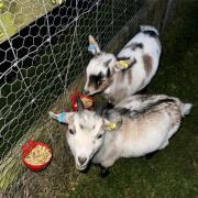 Two goats were stolen from a property in West Dorset.