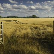 Farm gate, stock image.