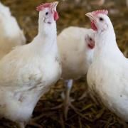Morrisions are looking to reduce stocking densities for chickens
