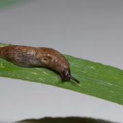 Deroceras reticulatum slug