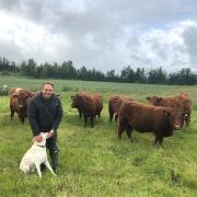 Neil Parish with his cattle.