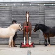 Wave (left) and Calvados are introduced to The Mare and Foal Sanctuary's newest resident.