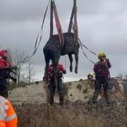 Farmer and firefighters rescue cows from slurry pit