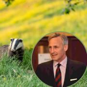 Badger, stock image. Inset: Richard Drax, South Dorset MP