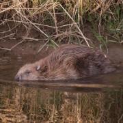 Beaver on the River Otter in 2022.