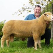 Top price ram, selling for 4000gns.