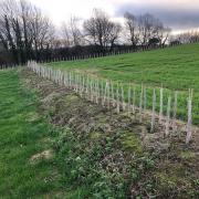 Hedge planting funded by the 2018 auction