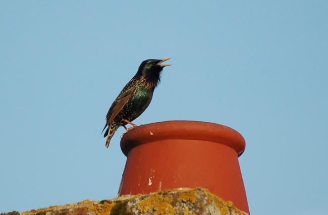 : Starlings were seen on over 40% of the farms taking part and were the most abundant bird recorded in the Game & Wildlife Conservation Trust’s Big Farmland Bird Count. (Photo credit: Peter Thompson, GWCT.
