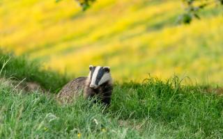 Badger in a field, stock image.
