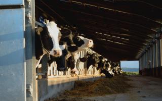 Cows in a barn, stock image.
