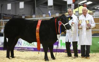 Supreme Cattle Champion, Jojo with owner Colin Harris from Torrington.