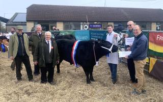 Supreme Champion: Society Chairman Martin Hemmett, President Mike Butler, Judge Richard Wright, Archie Stamp with his Limousin Steer, Frank Collins of the main sponsor the Richard Oatley Foundation and Andrew Perrott of sponsors Monahans.