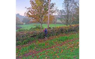 The art of hedgelaying
