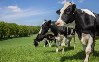 Holstein cow, stock image.