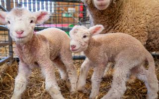 The North Somerset zoo was filled with joy as it signalled the beginning of lambing season
