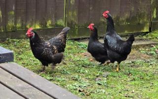 The chickens were found in the pub's beer garden