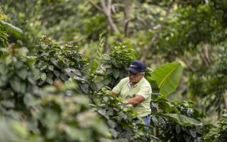 Coffee farmer Jaime Garcia Florez, tending to his crops at his farm in Siberia township.