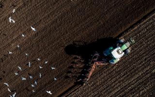 Tractor ploughing and feeding the seagulls.