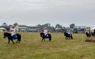 Horses at the Somerset County Show.