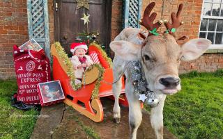 WINNER: Festive fun on a dairy and sheep farm in Somerset.