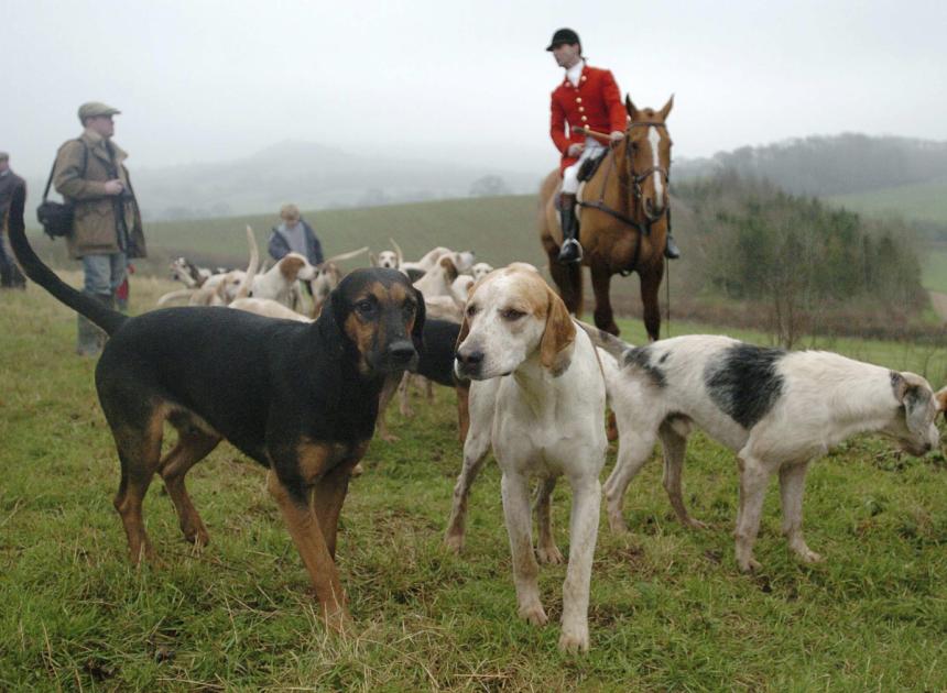 Blackmore and Sparkford Vale Hunt reinstated after ban 
