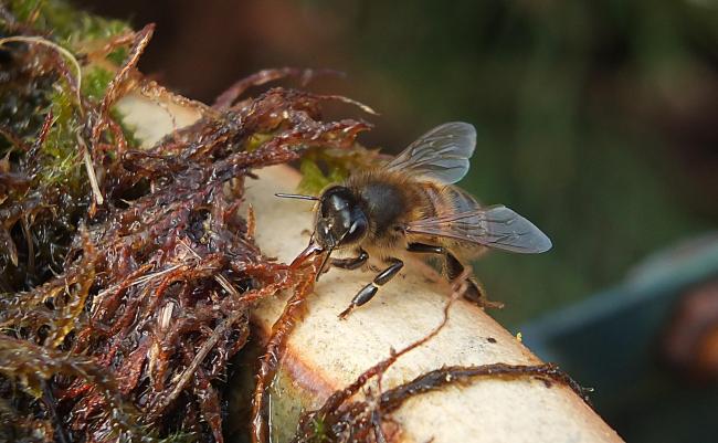 Bee drinking safely from a moss-lined dish. Photo: Linton Chilcott