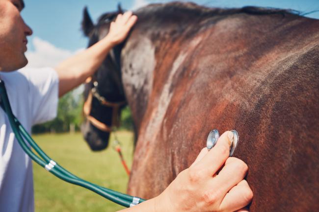 First-ever commercial diagnostic test developed for deadly equine virus