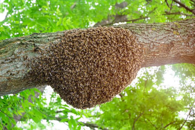 How to take advantage of swarm season to acquire free bees